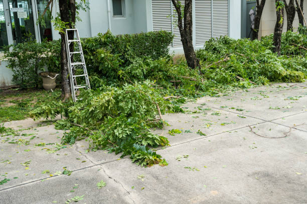 The Steps Involved in Our Tree Care Process in Mandan, ND